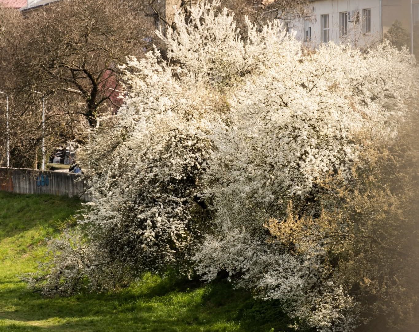Мукачево в полоні весняної магії: у місті почався сезон масового …