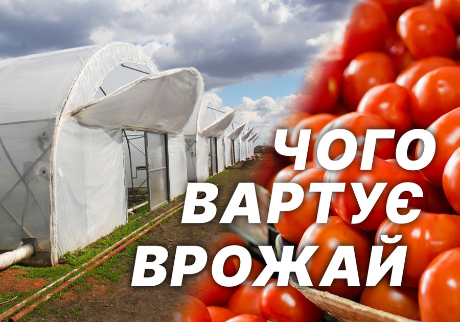 Між витратами і втратами: як фермери Кіровоградщини вирощують овочі