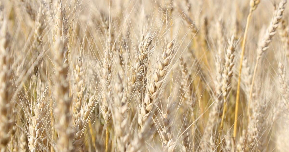 Названо три країни ЄС, які блокують імпорт агропродукції з України