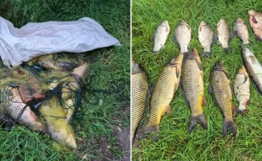 Наловили риби на 42 тис. гривень: на Дніпровському водосховищі виявили …
