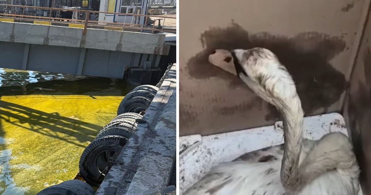 Нафтове забруднення дісталося берега Чорноморська й уразило місцевих птахів