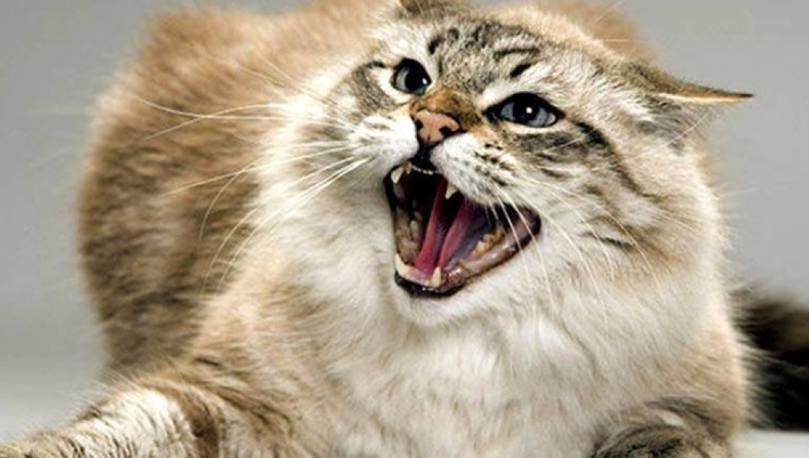 На Івано-Франківщині ліквідували 12 осередків сказу