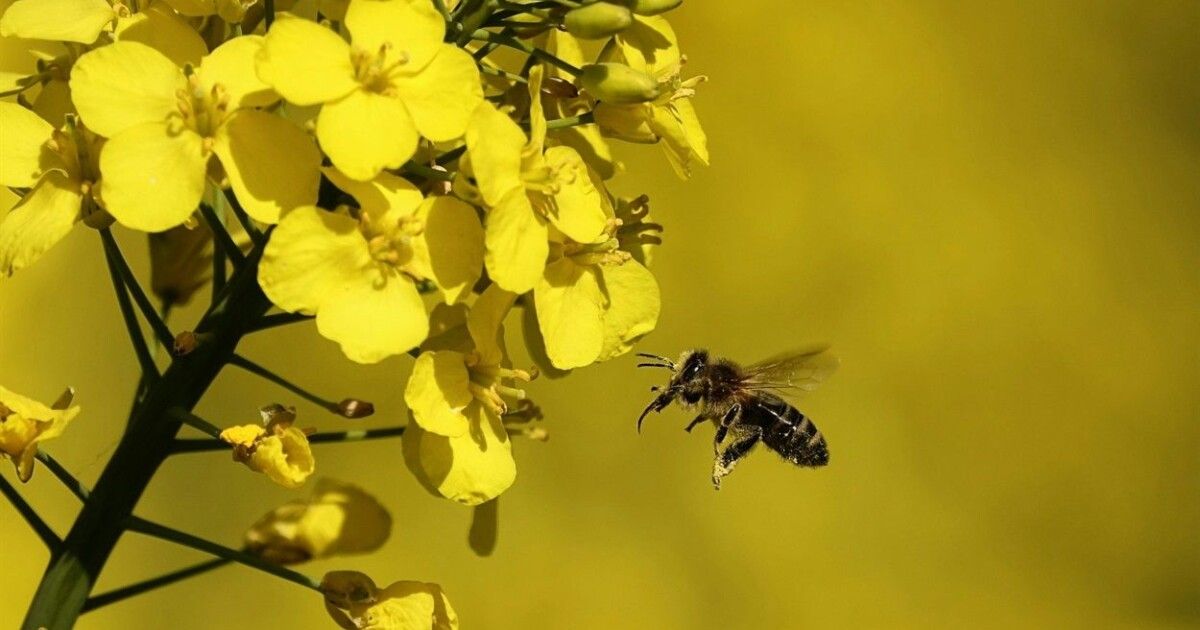 На Волині знову закликають пасічників не випускати бджіл із вуликів