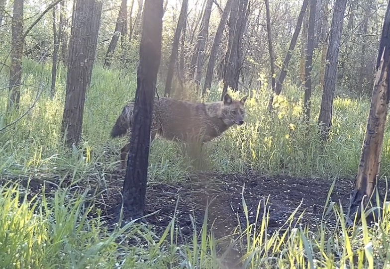 На Дніпропетровщині дикий хижак «засвітився» перед прихованою камерою (ВІДЕО)