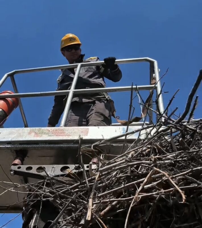 На Дніпропетровщині енергетики ДТЕК відновили зруйновану буревієм домівку лелек (ВІДЕО)