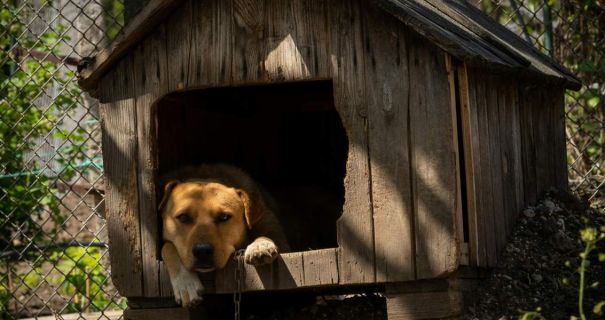 На Дніпропетровщині невідомий підпалив будку з цуценятами, тварини згоріли живцем