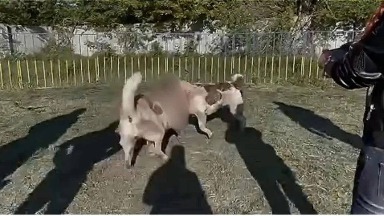 На Дніпропетровщині перевіряють інформацію про можливі собачі бої