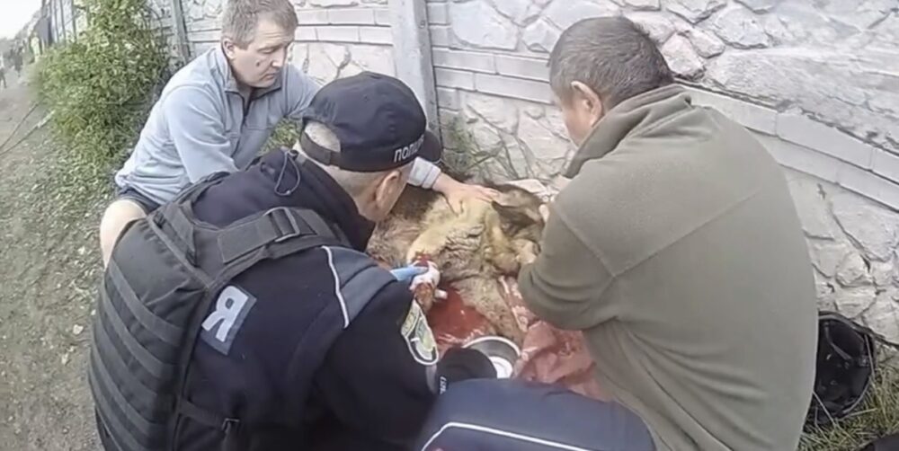 На Дніпропетровщині поліцейські врятували вівчарку, яка постраждала від атаки ворожих …