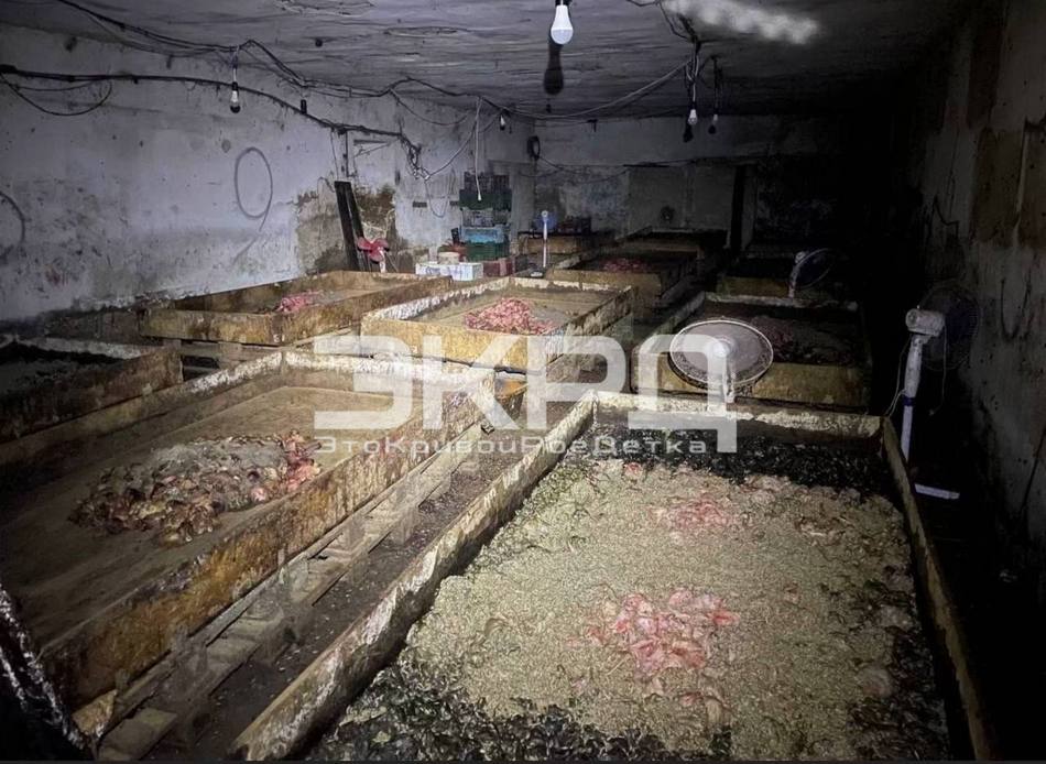 На Дніпропетровщині у складському приміщенні виявили таємний скотомогильник