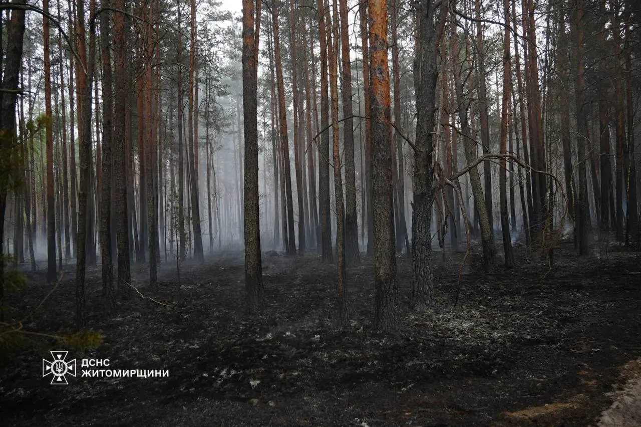 На Житомирщині локалізували масштабну лісову пожежу
