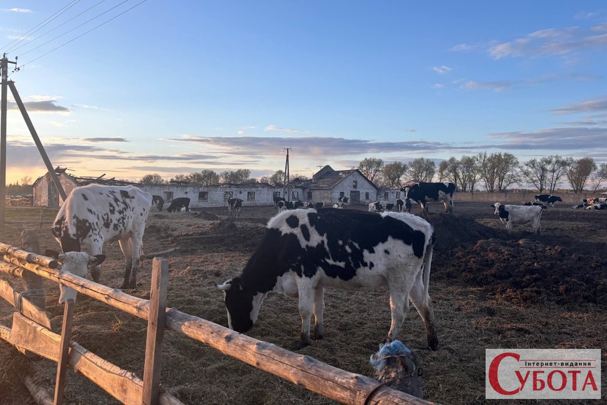 На Житомирщині прокуратура розслідує масову загибель корів на фермі. Відео