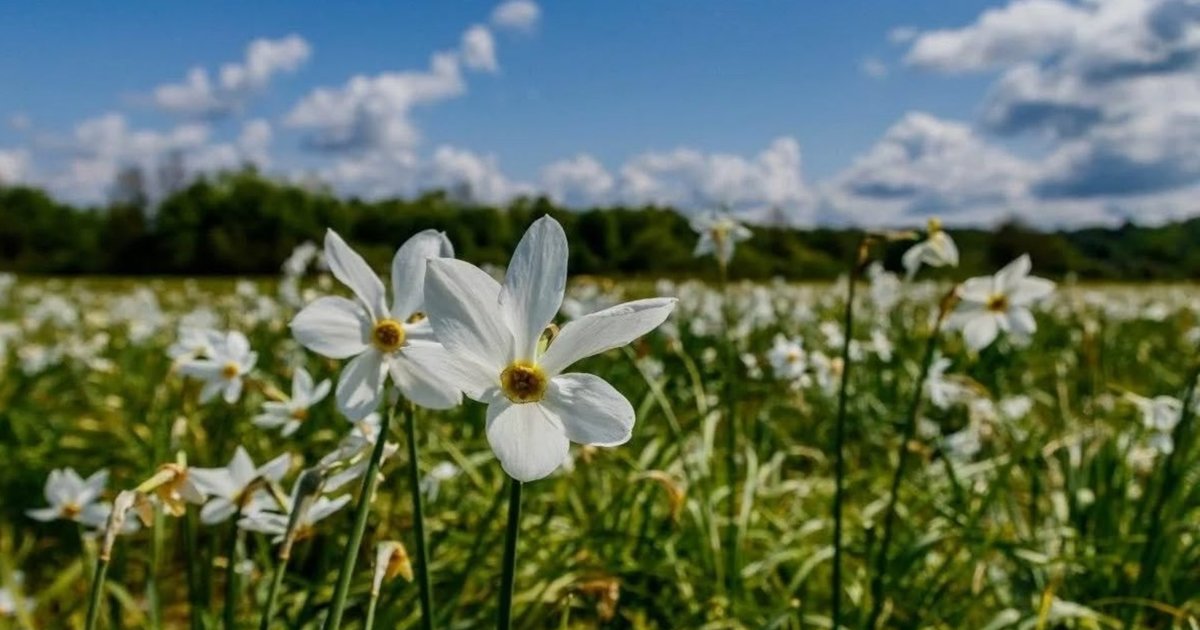 На Закарпатті розквітла Долина нарцисів (ФОТО)
