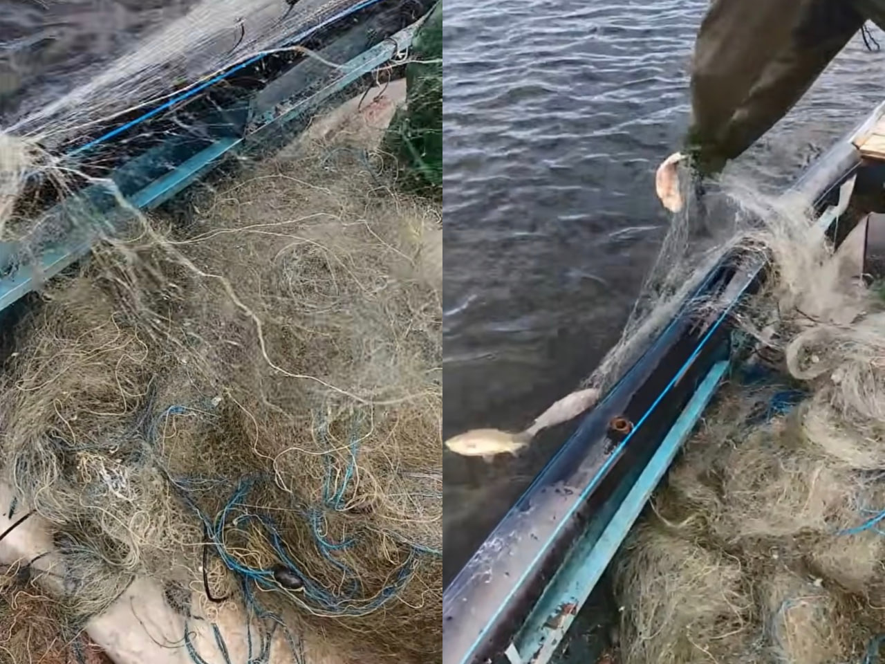 На Запоріжжі з річки дістали заборонені сітки з рибою (ВІДЕО)