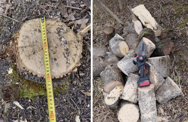 На Запоріжжі у Широківській громаді незаконно зрубали клен