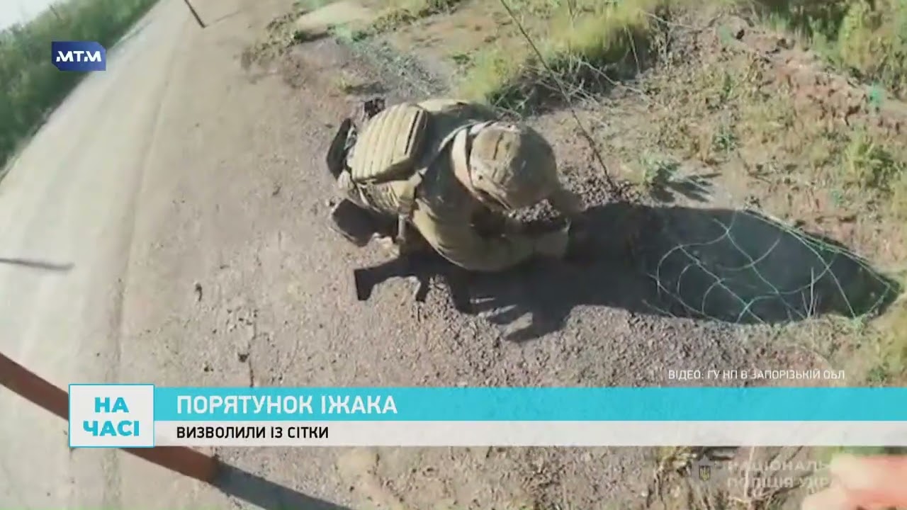 На Запоріжжі їжак заплутався в антидроновій сітці