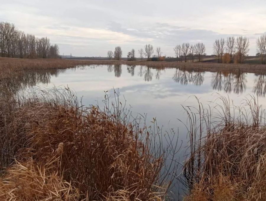 На Калущині чоловік незаконно викопав ставок біля річки: що вирішив …