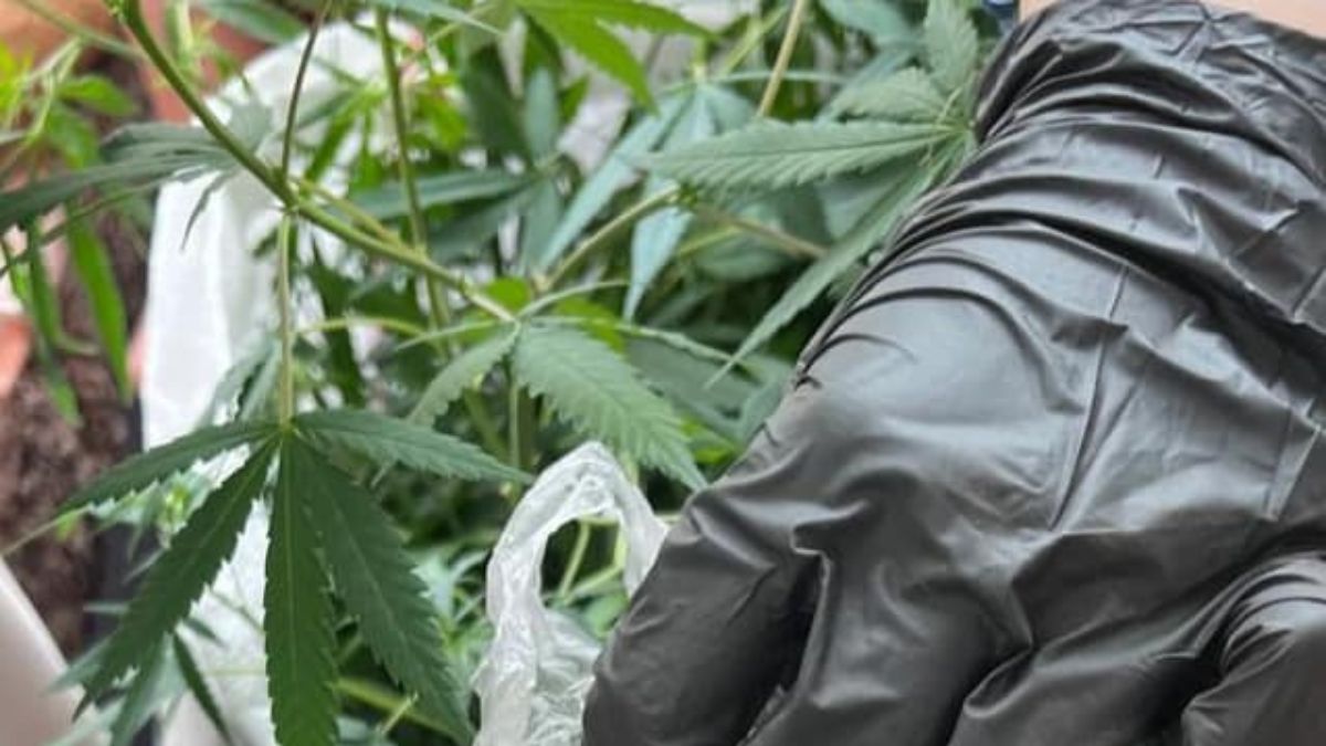 На Калущині чоловік облаштував наркоплантацію біля власного дому