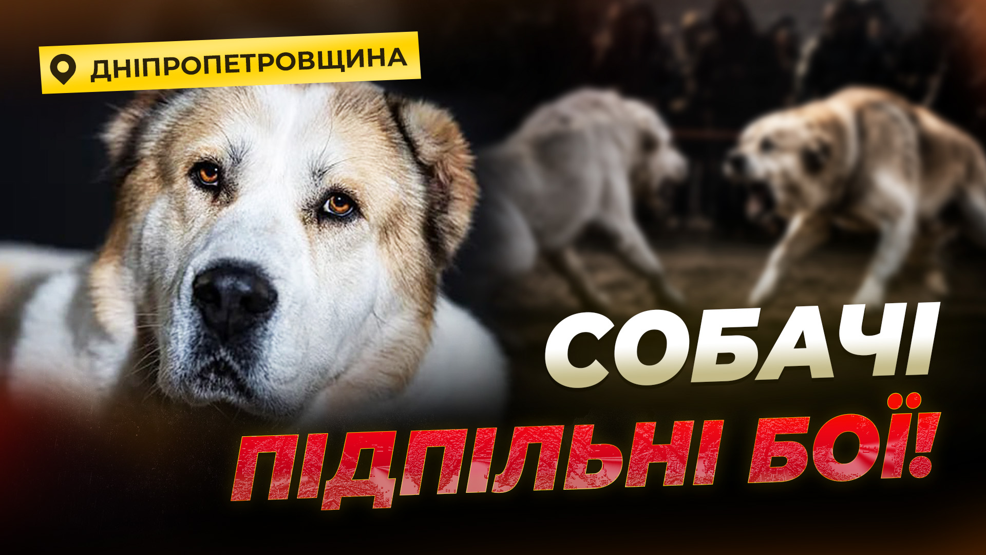 На Криворіжжі волонтери викрили підпільні собачі бої