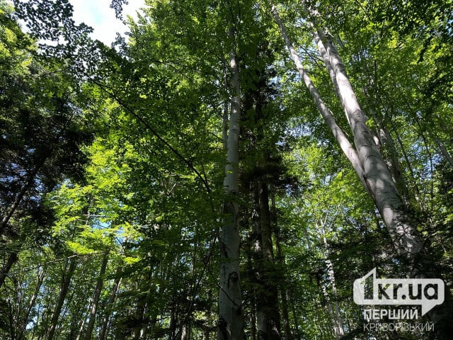 На Криворіжжі самозаліснені землі визнали територією лісового фонду