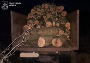 На Кіровоградщині викрили незаконну вирубку лісу
