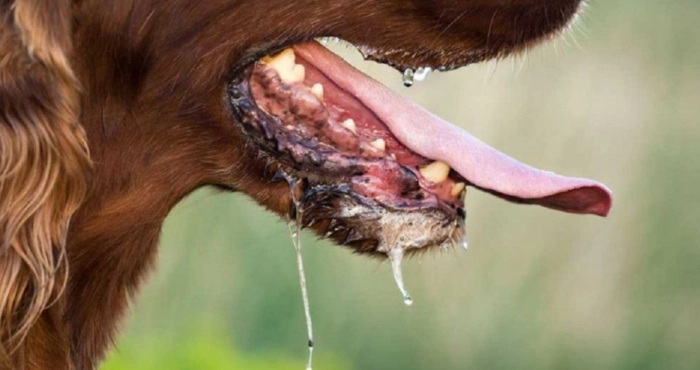 Небезпечна інфекція на Кіровоградщині: у Новомиргороді виявили скажену собаку