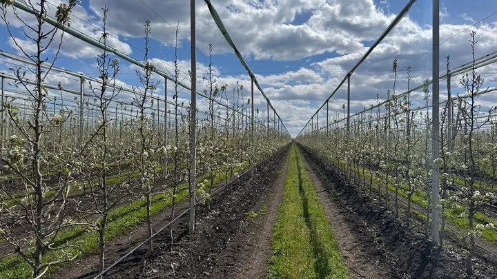 На Кіровоградщині розквіт найбільший грушевий сад України