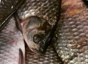 На Кіровоградщині судитимуть браконьєра за масовий вилов риби