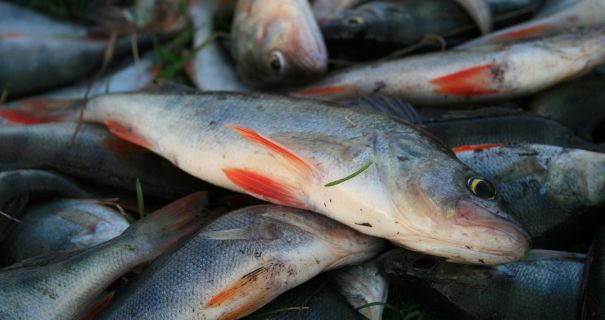 На Кіровоградщині біля ГЕС браконьєр наловив риби на понад 6,3 …