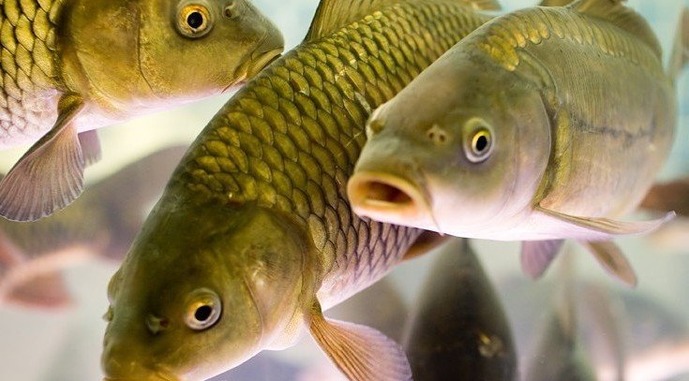 На Львівщині рибні господарства займають понад 40% водойм