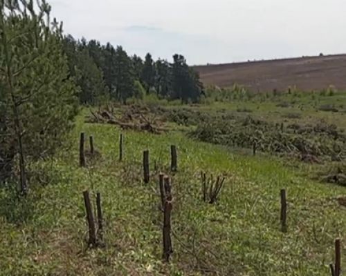 На Монастирищині планують вирубати 12 гектарів соснового лісу: громада стала …