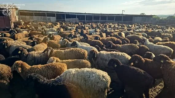 На Одещині викрито схему розкрадання фермерської підтримки