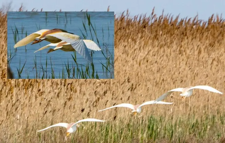 На Одещині зафіксували рідкісну жовту чаплю: птах вразливий до шуму …