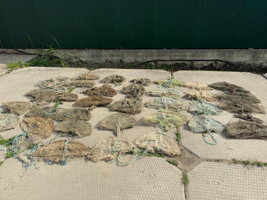 На Одещині з браконьєрських пасток врятували майже 180 раків