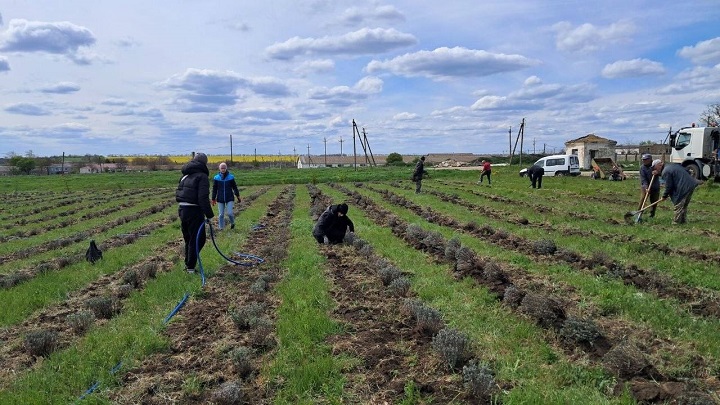 На Одещині у Долині квітів жителі селища посадили 3500 кущів …