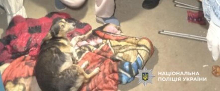 На Одещині чоловік вистрілив у собаку: що відомо