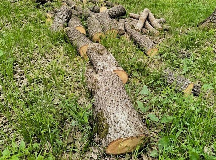 У заказнику на Полтавщині вирубали дерева на вісім мільйонів гривень