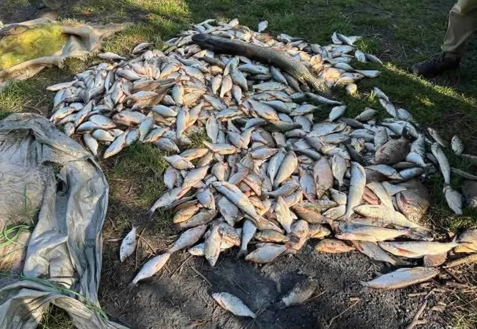 На Полтавщині незаконно виловили риби на понад 1,3 мільйона гривень