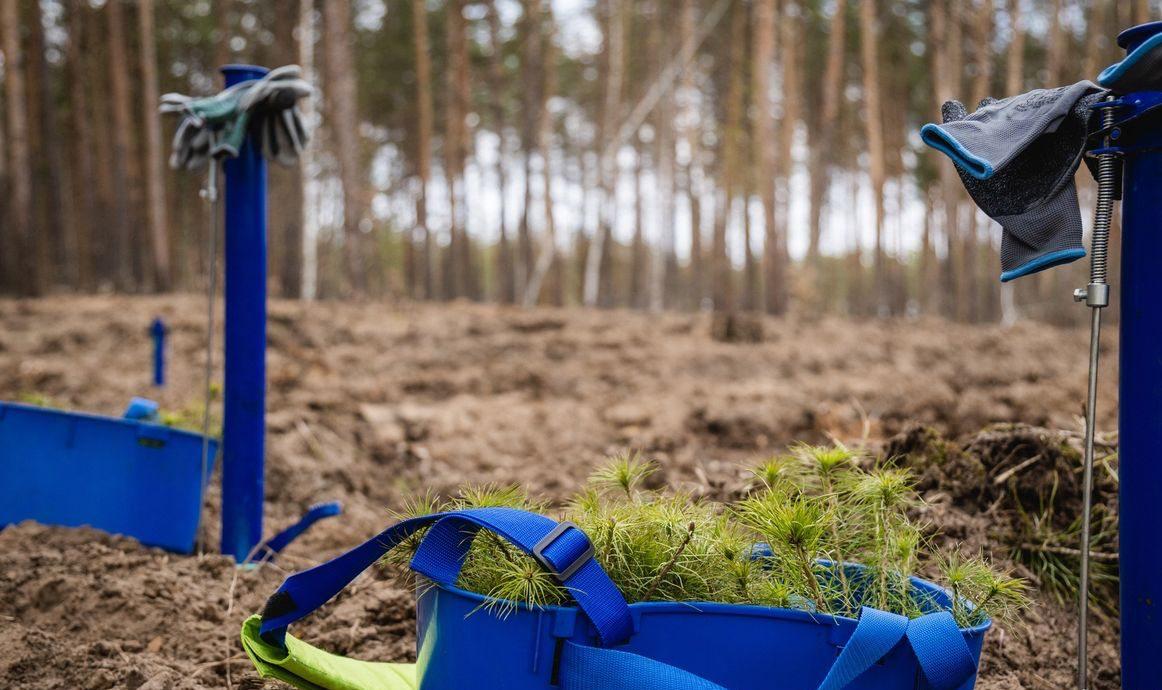 На Полтавщині завершують весняну посадку лісу