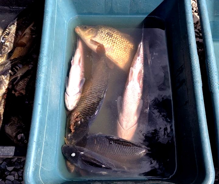 На Прикарпатті у квітні виявили чотири випадки незаконного продажу риби …