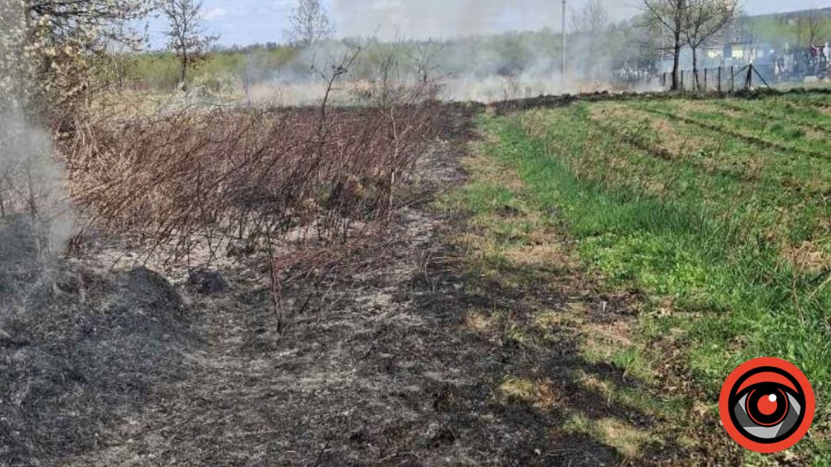 На Рожнятівщині через спалювання сухостою загинули бджолосім’ї: пасічник підраховує збитки