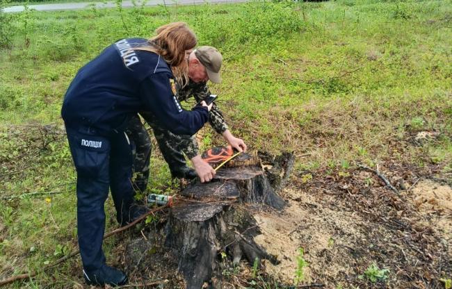 На Рівненщині вздовж дороги вирубали захисну лісосмугу