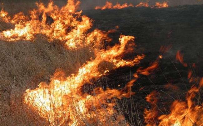 На Рівненщині за добу вигоріло понад 12 гектарів землі