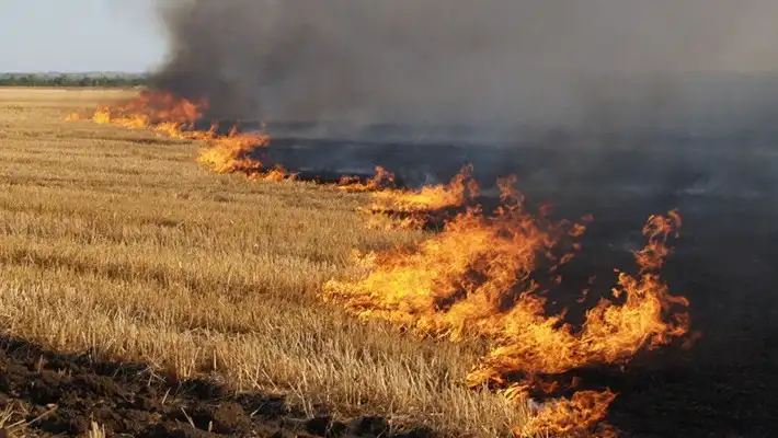 На Рівненщині за добу вигоріло понад 12 гектарів