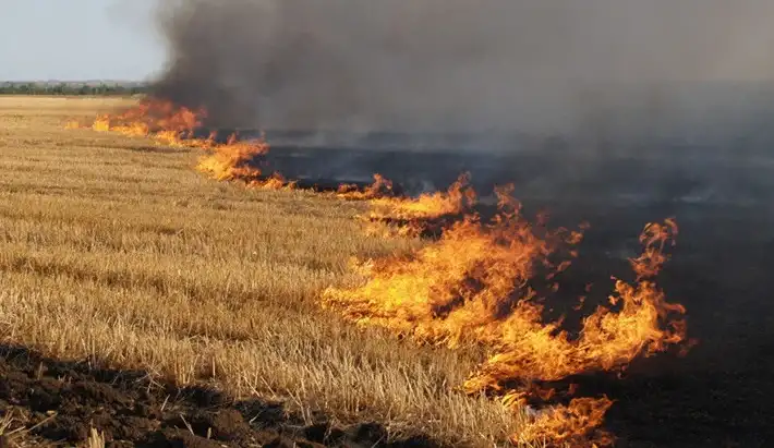 На Рівненщині за добу вигоріло понад 30 га сухостою