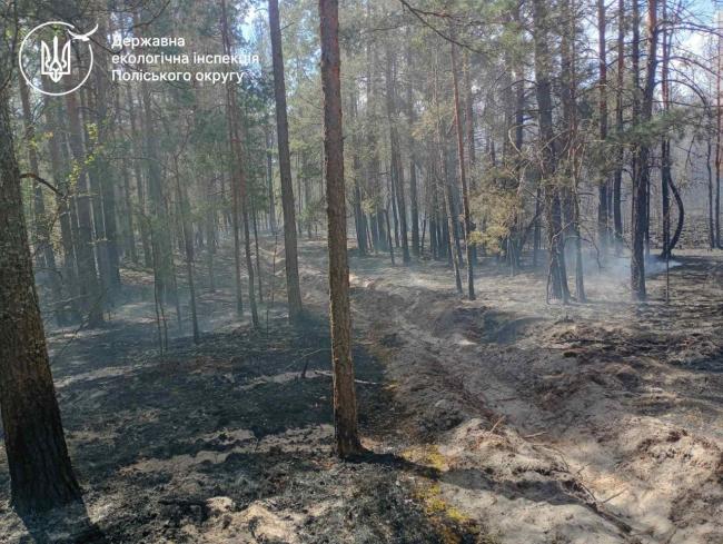 На Рівненщині оцінюють екологічні наслідки масштабної лісової пожежі (ВІДЕО)