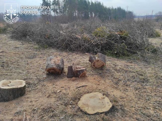 На Рівненщині судитимуть посадовицю, яка організувала незаконну вирубку 140 дерев