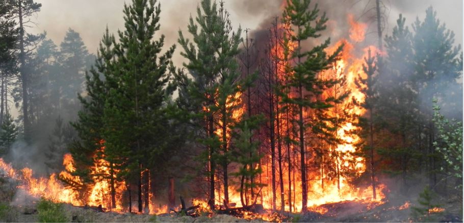 На Тернопільщині оголошено надзвичайну пожежну небезпеку