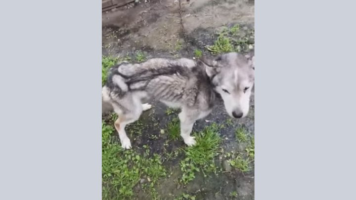 На Франківщині засудили жінку за жорстоке поводження з тваринами
