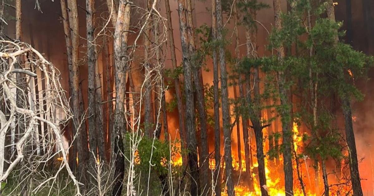 На Харківщині горить ліс: масштабна пожежа спалахнула поблизу лінії фронту