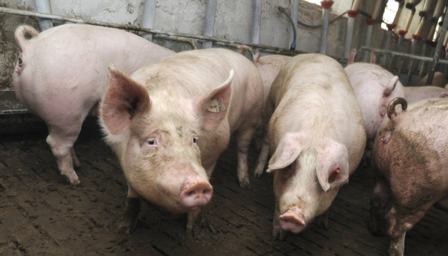 На Харківщині через удари РФ кількість продукції тваринництва зменшилася на …